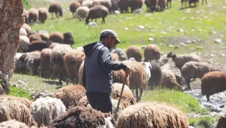 70 bin TL maaşla çoban bulamayan köylüler, sırayla hayvanları otlatıyor