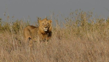 Kenya’da aslanın saldırdığı 14 yaşındaki kız hayatını kaybetti