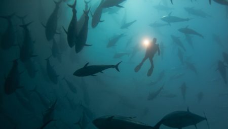 NASA uydusu okyanus tabanında 100 bin bâtın dağ keşfetti