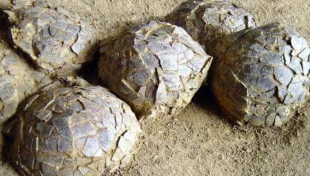 72 milyon yıllık tarih keşfi! 100 adet bulundu
