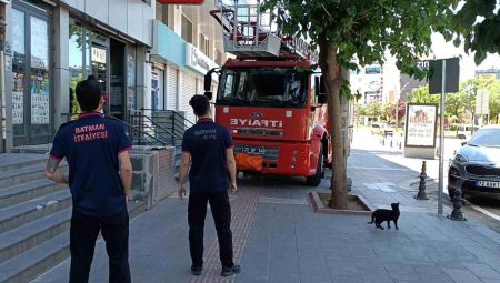 Batman’da vefakar kedi arkadaşını yalnız bırakmadı