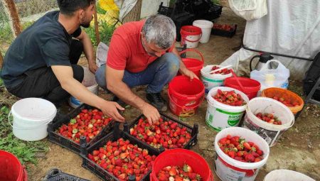 Organik çilek üreticileri pazar için takviye bekliyor