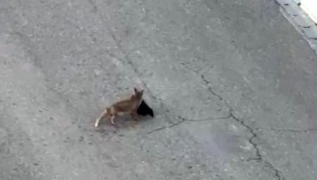 Tilki ile vatandaş ortasında şaşırtan diyalog