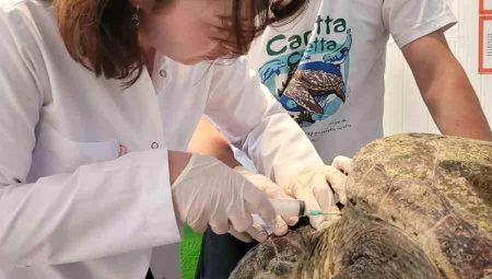 Yaralı caretta carettanın tedavisine başlandı