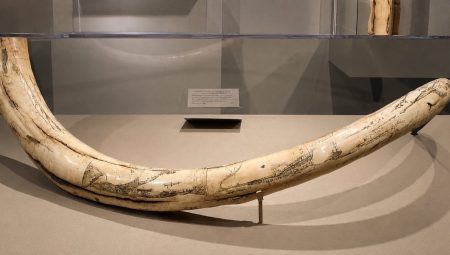 70 yıldır mamut diye sergilendi; Dev kemikler diğer bir hayvana ilişkin çıktı