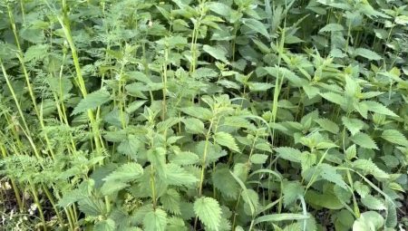 Ağrı’da ısırgan otu hasadı başladı
