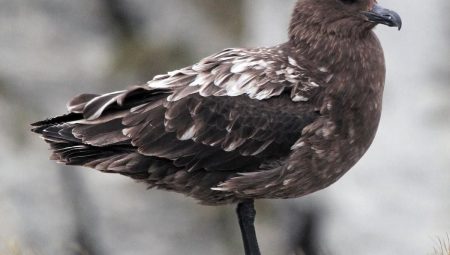 Avustralya ana karasında birinci H5N1 kuş gribi hadisesi kuşkusu