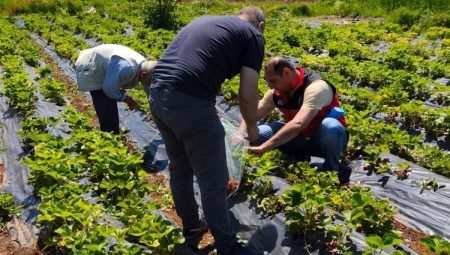 Beyşehir’de çilek hasadı öncesi pestisit kontrolleri