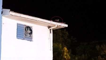 Gercüş’te iki sansarın trafo üzerindeki oyunu kameraya takıldı