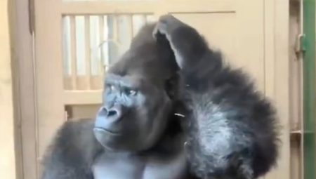 Japonya’da eşiyle hengame eden goril derin kanılara daldı