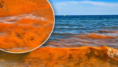 Plajdaki suyu gören boya sandı lakin gerçek ortaya çıktı! Kızıl rengin sebebi…