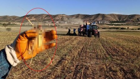 Tarlada görüldü, etle besleniyor! Tam bir dev